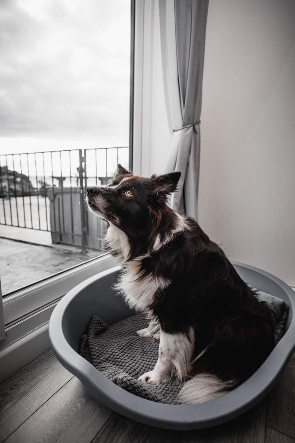 Pet Friendly Sea View Villa Millendreath לו חדר תמונה